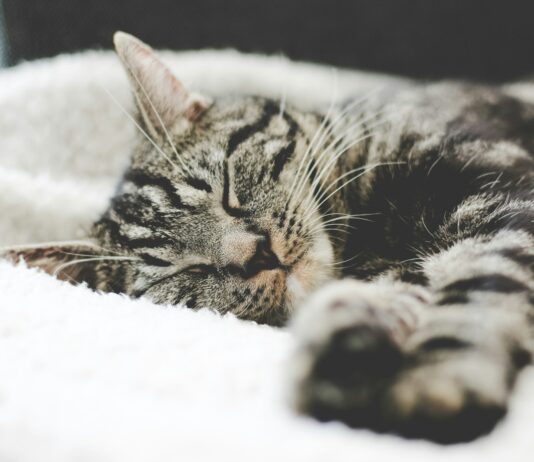 면역력과 스트레스 관리법 silver tabby cat sleeping on white blanket