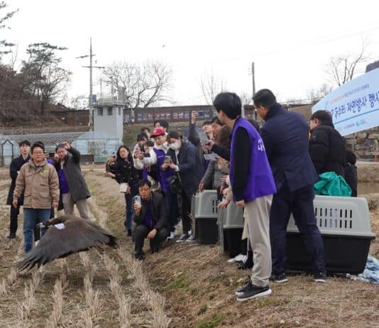 독수리 친구되기 생태축제 개최