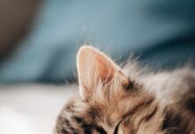 “낮잠은 게으른 사람의 습관?”… 뇌과학이 말하는 낮잠의 놀라운 효과 brown tabby kitten lying on white textile