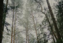 “마음도 건강 챙기는 시대, 내 삶에 맞는 스트레스 관리법 찾기” Tall pine trees in a misty forest