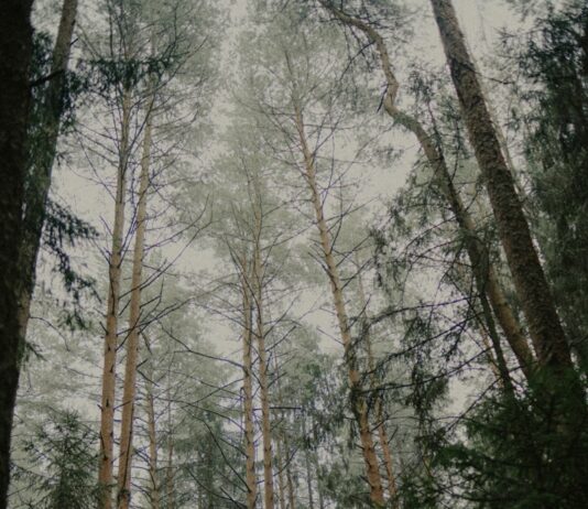 “마음도 건강 챙기는 시대, 내 삶에 맞는 스트레스 관리법 찾기” Tall pine trees in a misty forest