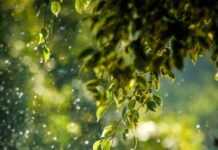 웰니스 문화 열풍, 일상에서 실천하는 건강 습관 selective focus photo of green vine