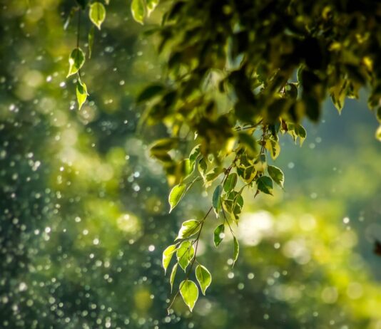 웰니스 문화 열풍, 일상에서 실천하는 건강 습관 selective focus photo of green vine