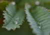 만성피로, 바쁜 한국인의 새로운 적…일상에서 활력을 찾는 생활 루틴 주목 water droplets on a leaf