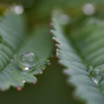 만성피로, 바쁜 한국인의 새로운 적…일상에서 활력을 찾는 생활 루틴 주목 water droplets on a leaf