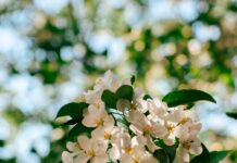“뇌건강으로 활력 찾기, 작은 변화가 만드는 큰 차이” Sunlit white apple blossoms against a blurred green background.