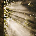 만성피로, 생활 습관 변화로 극복… “작지만 꾸준한 실천이 해답” sun rays coming through trees
