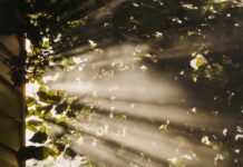 만성피로, 생활 습관 변화로 극복… “작지만 꾸준한 실천이 해답” sun rays coming through trees