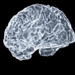 “작은 습관이 뇌건강 지킨다”… 일상 속 두뇌 활력 키우기 a close up of a human brain on a black background