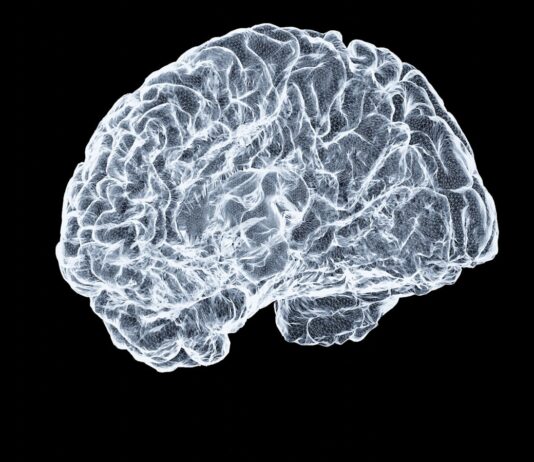 “작은 습관이 뇌건강 지킨다”… 일상 속 두뇌 활력 키우기 a close up of a human brain on a black background